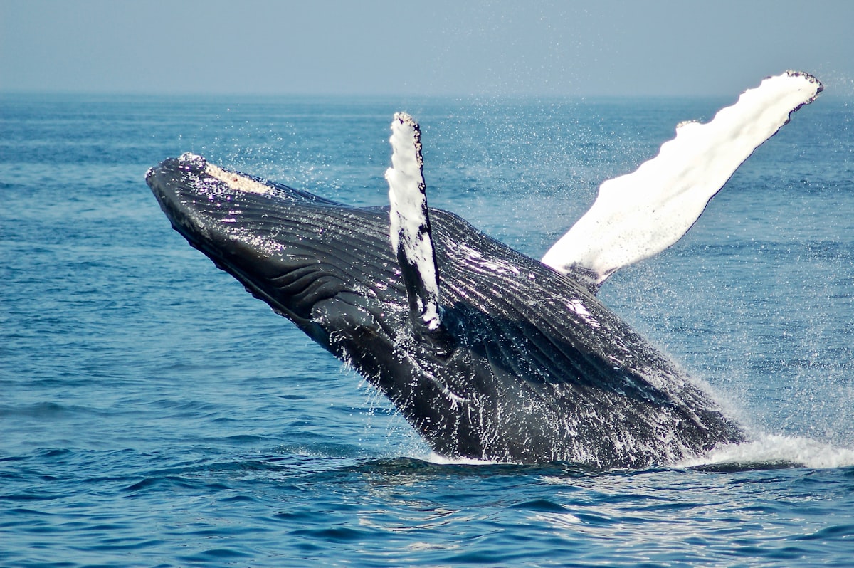 Perfil hidrodinámico monumental de una ballena azul surcando aguas oceánicas profundas con el kril rodeando su mandíbula.