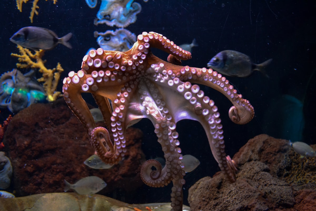 Calamar gigante sumergido en las profundidades marinas oscuras con tenues reflejos azulados y ojos enormes adaptados a la penumbra.